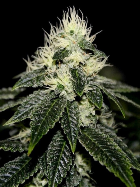 Chem 91 - THE CALI CONNECTION | TanieSianie.pl