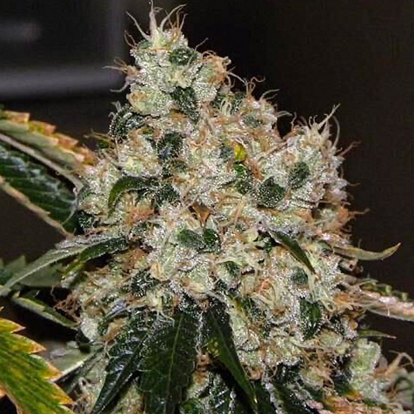 Chem 91 - THE CALI CONNECTION | TanieSianie.pl