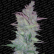 Vertigo Auto - PARADISE SEEDS | TanieSianie.pl
