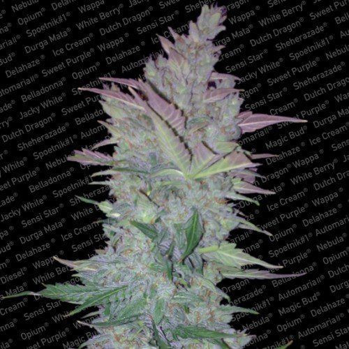 Vertigo Auto - PARADISE SEEDS | TanieSianie.pl