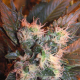 Chem Valley Kush - THE CALI CONNECTION | TanieSianie.pl