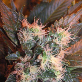 Chem Valley Kush - THE CALI CONNECTION | TanieSianie.pl