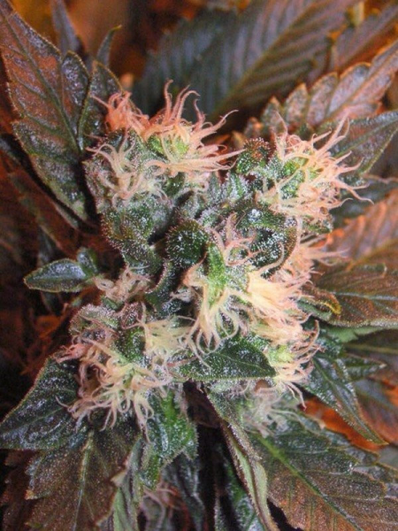 Chem Valley Kush - THE CALI CONNECTION | TanieSianie.pl
