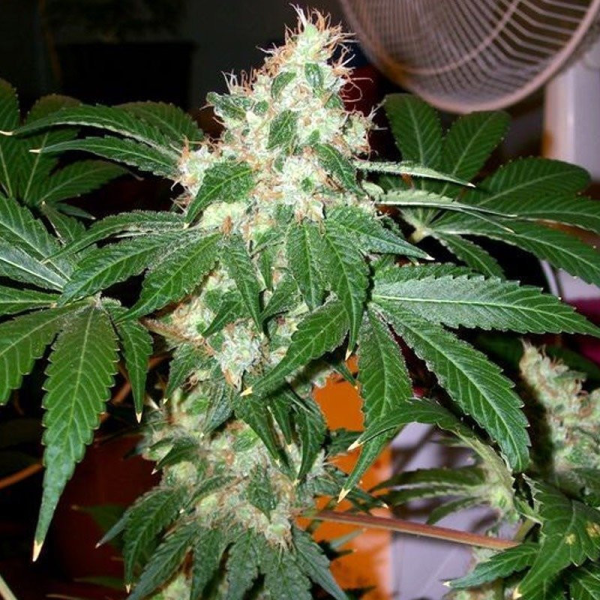 Chem Valley Kush - THE CALI CONNECTION | TanieSianie.pl