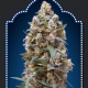00 Kush Auto - 00 SEEDS BANK | TanieSianie.pl