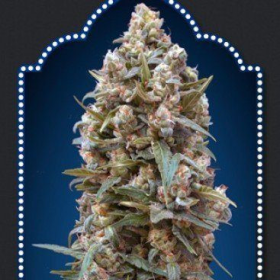00 Kush Auto - 00 SEEDS BANK | TanieSianie.pl