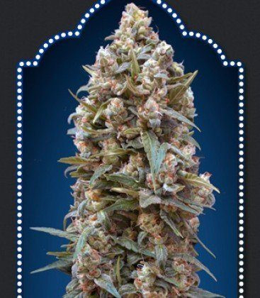 00 Kush Auto - 00 SEEDS BANK | TanieSianie.pl