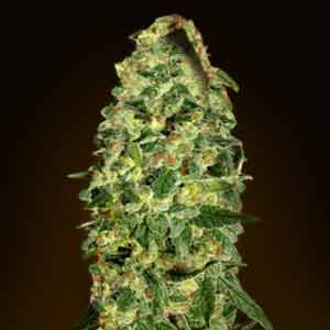 Auto California Kush - 00 SEEDS BANK | TanieSianie.pl