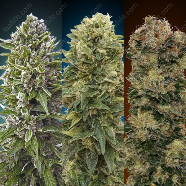 Automatik Collection #2 - 00 SEEDS BANK | TanieSianie.pl