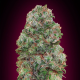 Bubble Gum - 00 SEEDS BANK | TanieSianie.pl