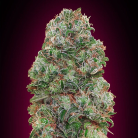 Bubble Gum - 00 SEEDS BANK | TanieSianie.pl