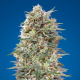 California Kush - 00 SEEDS BANK | TanieSianie.pl