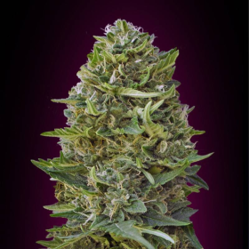 Caramel Kush - 00 SEEDS BANK | TanieSianie.pl