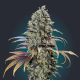 Chocolate Cream - 00 SEEDS BANK | TanieSianie.pl