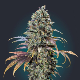 Chocolate Cream - 00 SEEDS BANK | TanieSianie.pl