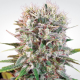 Wappa - PARADISE SEEDS | TanieSianie.pl