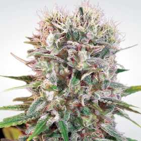 Wappa - PARADISE SEEDS | TanieSianie.pl