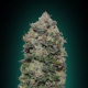 Northern Lights - 00 SEEDS BANK | TanieSianie.pl