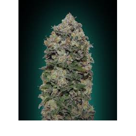 Northern Lights - 00 SEEDS BANK | TanieSianie.pl
