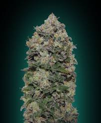 Northern Lights - 00 SEEDS BANK | TanieSianie.pl