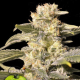 TNT Kush CBD - EVA SEEDS | TanieSianie.pl