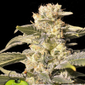 TNT Kush CBD - EVA SEEDS | TanieSianie.pl