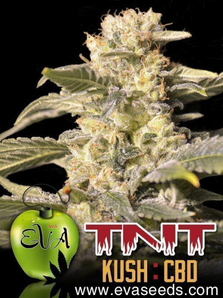 TNT Kush CBD - EVA SEEDS | TanieSianie.pl