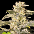 TNT Kush CBD - EVA SEEDS