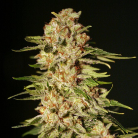 Papa's Candy - EVA SEEDS | TanieSianie.pl