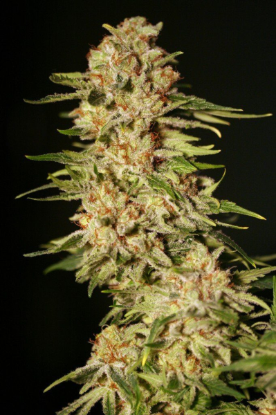 Papa's Candy - EVA SEEDS | TanieSianie.pl