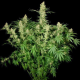 Wappa - PARADISE SEEDS | TanieSianie.pl