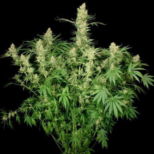Wappa - PARADISE SEEDS | TanieSianie.pl