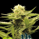 Black Dream - EVA SEEDS | TanieSianie.pl