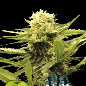 Black Dream - EVA SEEDS | TanieSianie.pl
