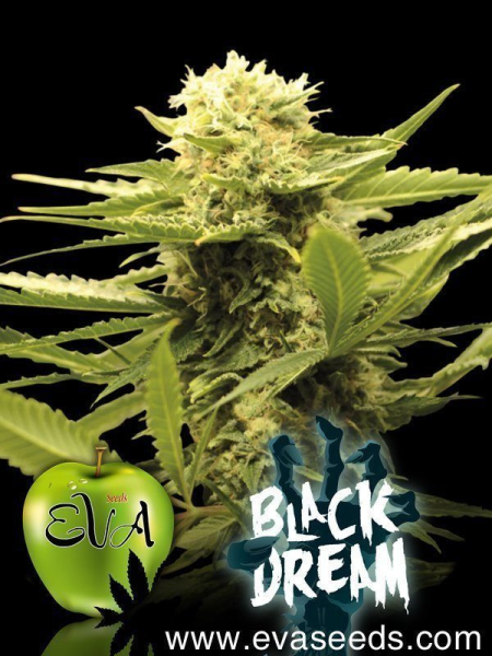 Black Dream - EVA SEEDS | TanieSianie.pl