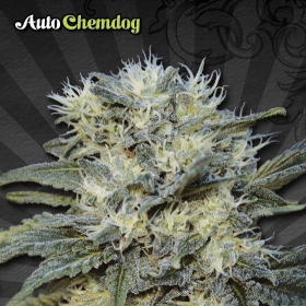 Auto Chemdog - AUTO SEEDS | TanieSianie.pl