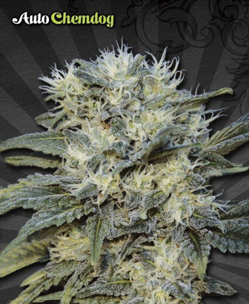 Auto Chemdog - AUTO SEEDS | TanieSianie.pl