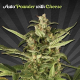 Auto Pounder with Cheese - AUTO SEEDS | TanieSianie.pl