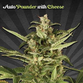 Auto Pounder with Cheese - AUTO SEEDS | TanieSianie.pl