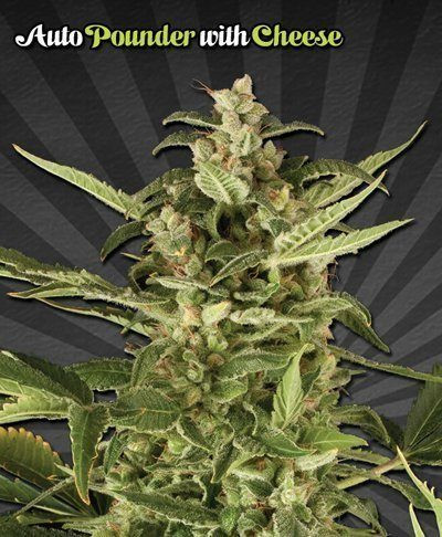 Auto Pounder with Cheese - AUTO SEEDS | TanieSianie.pl