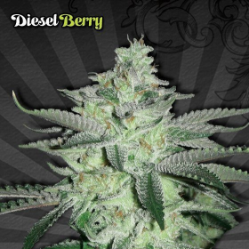 Diesel Berry Auto - AUTO SEEDS | TanieSianie.pl