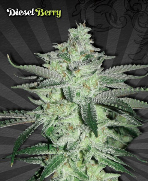 Diesel Berry Auto - AUTO SEEDS | TanieSianie.pl