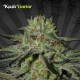 Kush Doctor - AUTO SEEDS | TanieSianie.pl