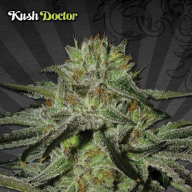 Kush Doctor - AUTO SEEDS | TanieSianie.pl