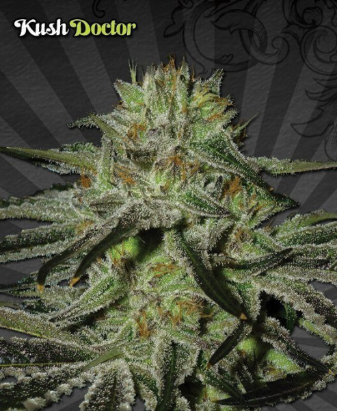 Kush Doctor - AUTO SEEDS | TanieSianie.pl