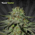 Kush Doctor - AUTO SEEDS