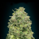 Auto Afghan Skunk - ADVANCED SEEDS | TanieSianie.pl