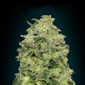 Auto Afghan Skunk - ADVANCED SEEDS | TanieSianie.pl