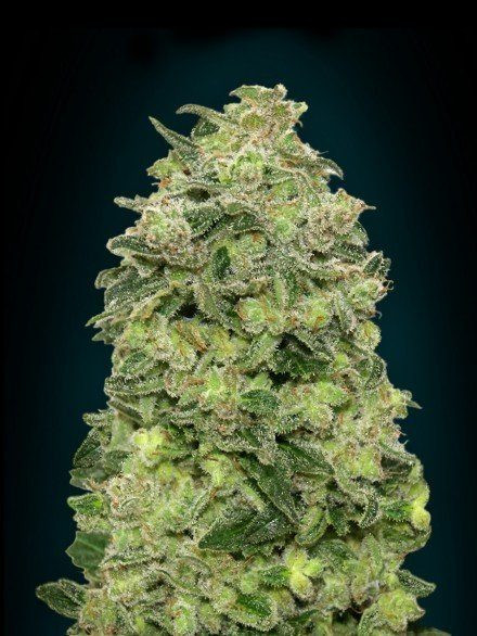 Auto Afghan Skunk - ADVANCED SEEDS | TanieSianie.pl