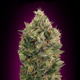 Auto Black Diesel - ADVANCED SEEDS | TanieSianie.pl